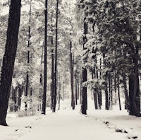 a black and white photo of a snow covered path in a forest
