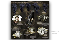 a poster showing the history of wine grapes