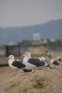 a group of seagulls standing on the sand