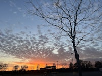 a bare tree in front of a parking lot at sunset