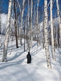 a statue is standing in the snow in a birch forest