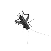 a black and white drawing of a cricket on a white background