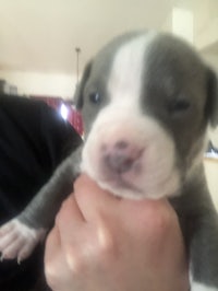 a blue and white puppy being held by a person