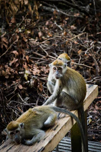 three monkeys sitting on a wooden bench
