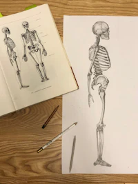a drawing of a skeleton and pencils on a table
