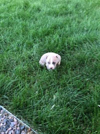 a small puppy laying in the grass in front of a house