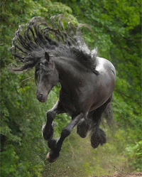 a black horse running through the woods
