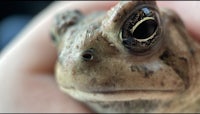 a close up of a toad in a person's hand