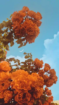 orange roses against a blue sky with a crescent moon