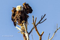 a bald eagle perched in a tree