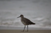 a bird standing on a beach