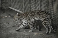 a leopard and a cub in a zoo