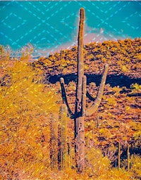 Wild at heart in AZ