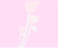 two pink roses on a pink background