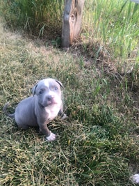 two pit bull puppies sitting in the grass next to a fence