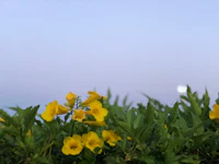 yellow flowers with the moon in the background