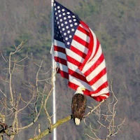 a bald eagle perched on a branch with an american flag