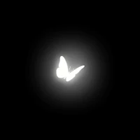 a white butterfly on a black background