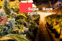 cannabis plants in a greenhouse with the words supa bace cultivation