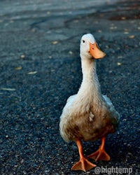 a white duck standing on the street