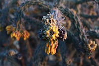 a close up of a cactus plant with yellow flowers
