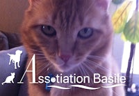 an orange cat with the words association basse