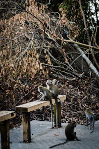 a group of monkeys sitting on a bench