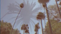 palm trees in california - palm trees stock videos & royalty-free footage