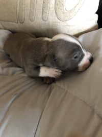 a puppy laying on top of a pillow