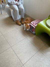 a cat sitting on the floor next to a person
