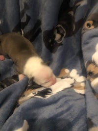 boston terrier puppies for sale
