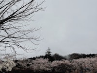 cherry blossoms on a cloudy day