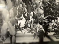 a black and white photo of flowers hanging from a tree