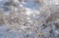 a close up of a plant with icicles on it