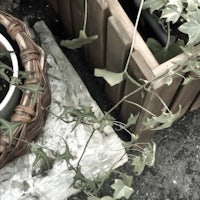 a wicker basket with a plant in it