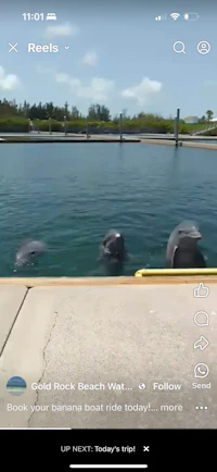 the dolphins are swimming in the water
