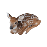 a fawn laying down on a black background