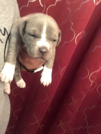 a small grey puppy is being held up by a person