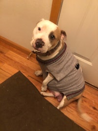 a dog wearing a sweater sitting on the floor
