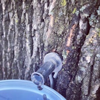 a bucket is attached to the trunk of a tree