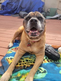 a dog laying on a blanket on a deck