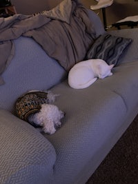 a white cat laying on a couch