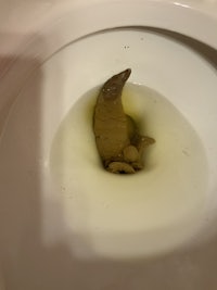 a toilet bowl with a snake in it