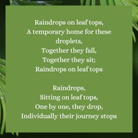 raindrops on leaf tops a temporary home for these drops