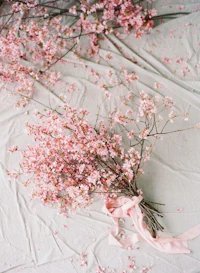 pink sakura blossoms on a white sheet