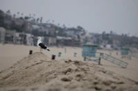 a seagull standing on top of a pile of sand