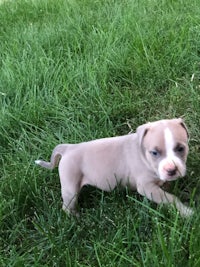 a small grey and white puppy running in the grass