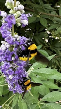 two bumblebees on a purple flower