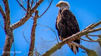 a bald eagle is sitting in a tree