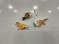 three koi fish on a white wall